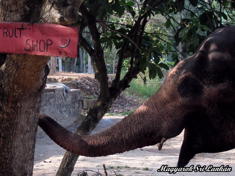 pinnawala millennium elephant foundation sri lanka