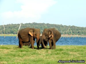 minneriya nemzeti park