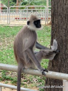 langúr sri lanka