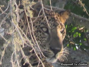 yala nemzeti park sri lanka leopárd