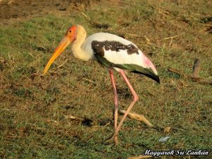yala nemzeti park