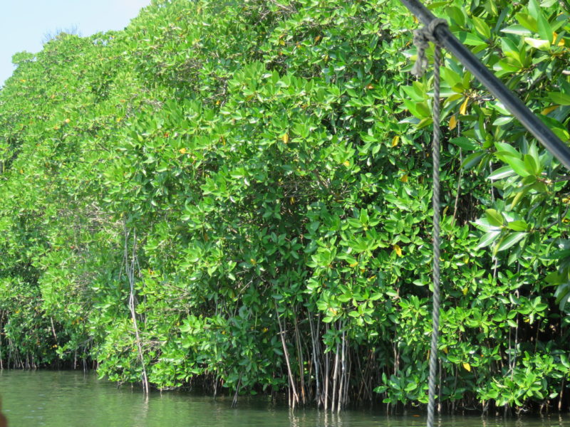 sri lanka mangrove