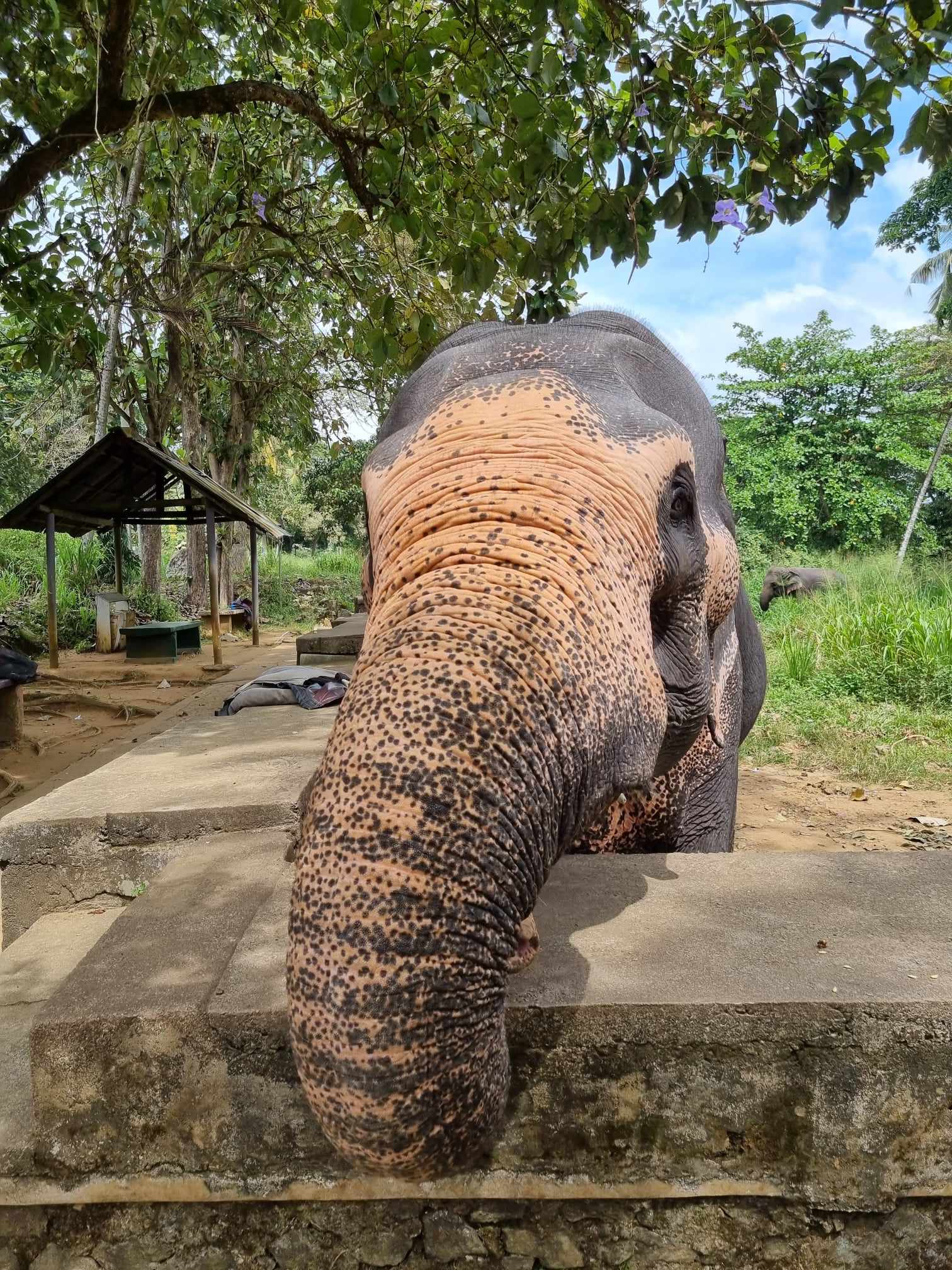 Magyarok Sri Lankán Utazási iroda Családi Vállalkozás - Help Sri Lanka